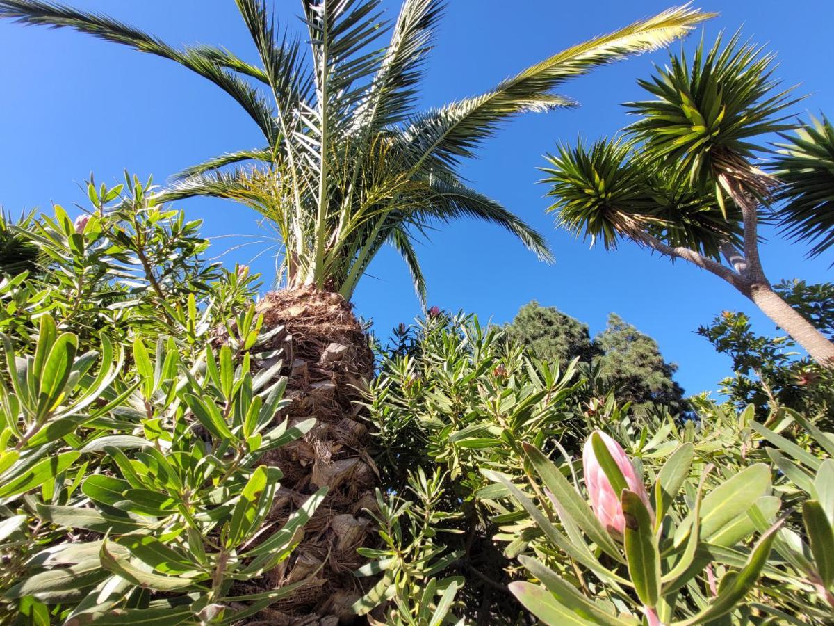 Finca Llano De La Cebolla Icod De Los Vinos Dış mekan fotoğraf