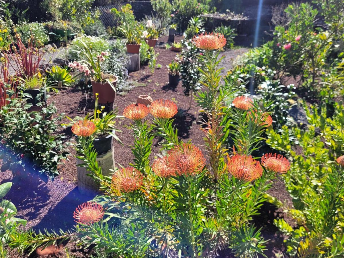 Finca Llano De La Cebolla Icod De Los Vinos Dış mekan fotoğraf